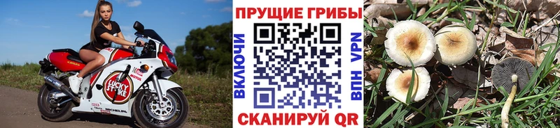 купить  цена  Усть-Джегута  Галлюциногенные грибы Psilocybe 
